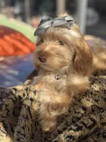 Mini goldendoodle green hazel eyes , a female Miniature Goldendoodle for sale in Menifee, CA – 5 of 8