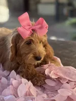 Mini goldendoodle , a female Miniature Goldendoodle for sale in Menifee, CA – 3 of 7