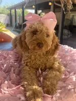  Goldendoodle, beautiful green hazel eyes, a female Miniature Goldendoodle for sale in Menifee, CA – 2 of 10