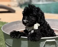 Boy mini bernedoodle , a male Miniature Bernedoodle for sale in Menifee, CA – 3 of 4