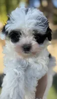 Beautiful rare  toy Aussie Doodle, a male Miniature Aussiedoodle for sale in Menifee, CA – 4 of 4