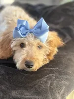 Beautiful mini goldendoodle , a female Miniature Goldendoodle for sale in Menifee, CA – 2 of 7