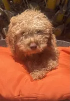 Mini goldendoodle boy hazel green eyes, a male Miniature Goldendoodle for sale in Menifee, CA – 5 of 5