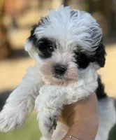 Beautiful rare  toy Aussie Doodle, a male Miniature Aussiedoodle for sale in Menifee, CA – 3 of 4