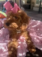Mini goldendoodle , a female Miniature Goldendoodle for sale in Menifee, CA – 2 of 7