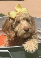 Mini Bernedoodle   Beautiful green hazel eyes, a female Miniature Bernedoodle for sale in Menifee, CA – 1 of 5