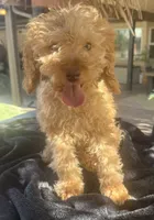 Mini goldendoodle boy hazel green eyes, a male Miniature Goldendoodle for sale in Menifee, CA – 3 of 6