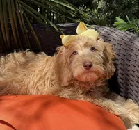 Mini Bernedoodle   Beautiful green hazel eyes, a female Miniature Bernedoodle for sale in Menifee, CA – 5 of 5
