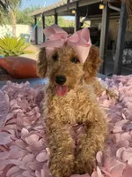 Mini goldendoodle beautiful , a female Miniature Goldendoodle for sale in Menifee, CA – 7 of 9