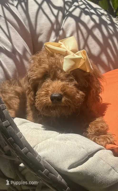 Mini goldendoodle  – Miniature Goldendoodle puppy for sale in Menifee, CA