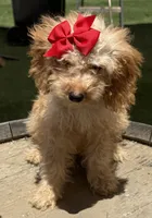 Mini goldendoodle cream color , a female Miniature Goldendoodle for sale in Menifee, CA – 2 of 6