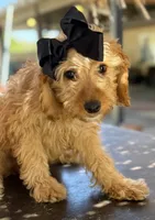 Mini goldendoodle beautiful , a female Miniature Goldendoodle for sale in Menifee, CA – 4 of 5