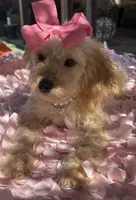   Mini goldendoodle beautiful cream, a female Miniature Goldendoodle for sale in Menifee, CA – 3 of 7