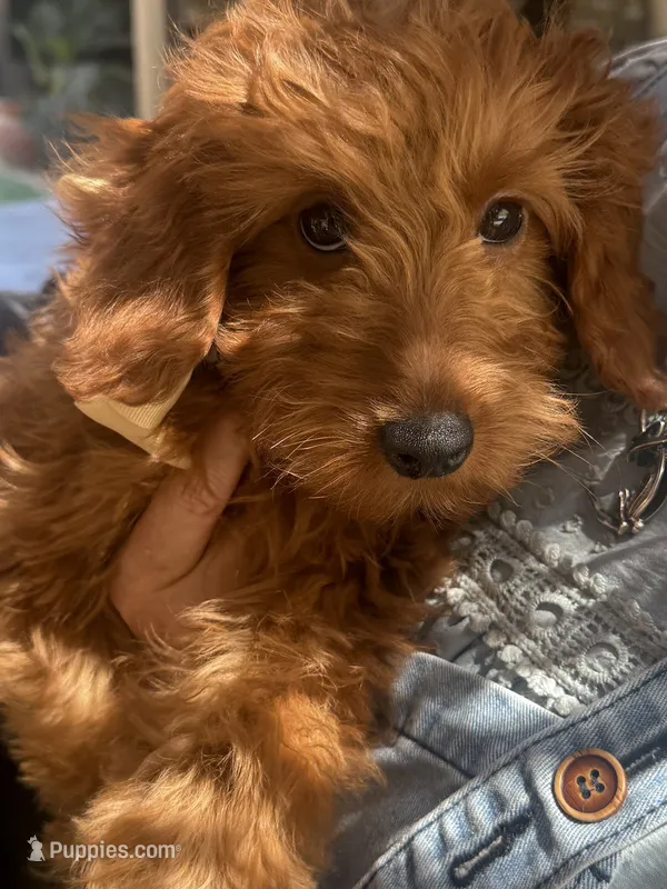 Mini goldendoodle red boy – Miniature Goldendoodle puppy for sale in Menifee, CA