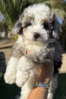 Blue Merle toy Aussie Doodle, a male Miniature Aussiedoodle for sale in Menifee, CA – 2 of 4
