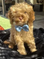 Mini goldendoodle boy hazel green eyes, a male Miniature Goldendoodle for sale in Menifee, CA – 2 of 6