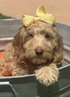 Mini Bernedoodle   Beautiful green hazel eyes, a female Miniature Bernedoodle for sale in Menifee, CA – 2 of 5