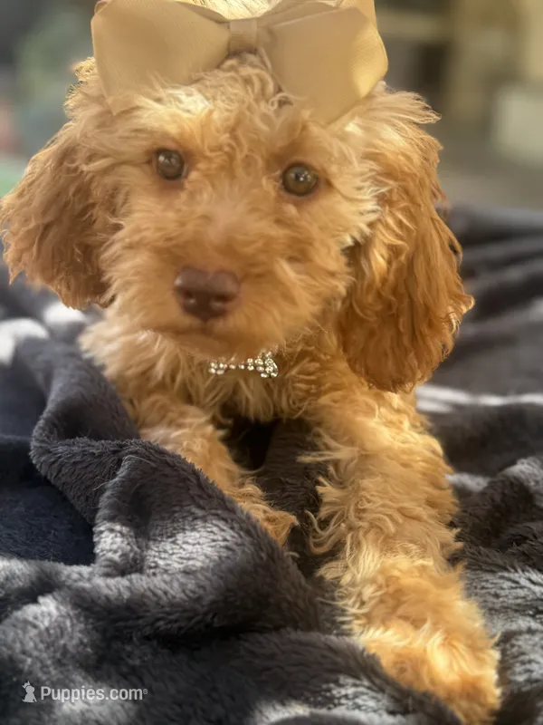  Goldendoodle, beautiful green hazel eyes – Miniature Goldendoodle puppy for sale in Menifee, CA