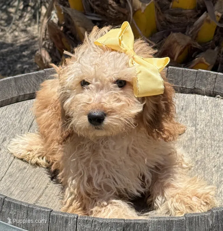   Mini goldendoodle beautiful cream – Miniature Goldendoodle puppy for sale in Menifee, CA