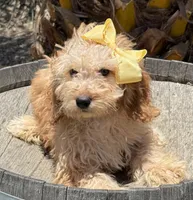   Mini goldendoodle beautiful cream, a female Miniature Goldendoodle for sale in Menifee, CA – 1 of 4