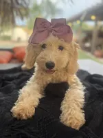Cream mini goldendoodle , a female Miniature Goldendoodle for sale in Menifee, CA – 2 of 8
