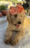   Mini goldendoodle beautiful cream, a female Miniature Goldendoodle for sale in Menifee, CA – 2 of 9