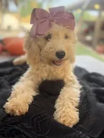 Cream mini goldendoodle , a female Miniature Goldendoodle for sale in Menifee, CA – 5 of 8