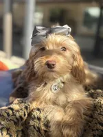 Mini goldendoodle green hazel eyes , a female Miniature Goldendoodle for sale in Menifee, CA – 4 of 8