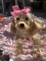   Mini goldendoodle beautiful cream, a female Miniature Goldendoodle for sale in Menifee, CA – 6 of 7
