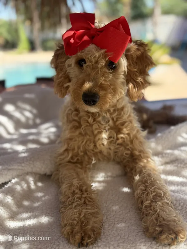 Mini goldendoodle beautiful  – Miniature Goldendoodle puppy for sale in Menifee, CA