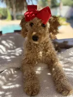 Mini goldendoodle beautiful , a female Miniature Goldendoodle for sale in Menifee, CA – 1 of 9