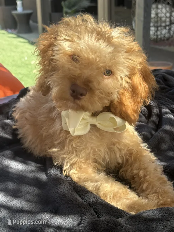 Mini goldendoodle boy hazel green eyes – Miniature Goldendoodle puppy for sale in Menifee, CA