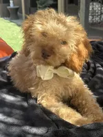Mini goldendoodle boy hazel green eyes, a male Miniature Goldendoodle for sale in Menifee, CA – 1 of 6