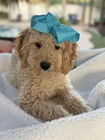 Beautiful mini goldendoodle , a female Miniature Goldendoodle for sale in Menifee, CA – 4 of 8