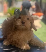 Mini goldendoodle green hazel eyes , a female Miniature Goldendoodle for sale in Menifee, CA – 8 of 8