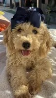 Beautiful mini goldendoodle , a female Miniature Goldendoodle for sale in Menifee, CA – 4 of 9