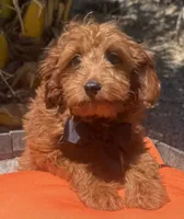 Mini goldendoodle red boy, a male Miniature Goldendoodle for sale in Menifee, CA – 1 of 4