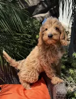 Mini bernedoodle , a female Miniature Bernedoodle for sale in Menifee, CA – 2 of 4