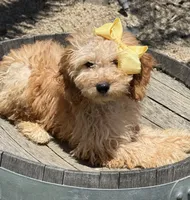   Mini goldendoodle beautiful cream, a female Miniature Goldendoodle for sale in Menifee, CA – 3 of 4
