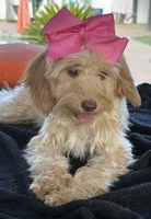 Mini goldendoodle , a female Miniature Goldendoodle for sale in Menifee, CA – 2 of 9