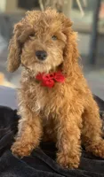 Boy mini goldendoodle , a male Miniature Goldendoodle for sale in Menifee, CA – 3 of 8