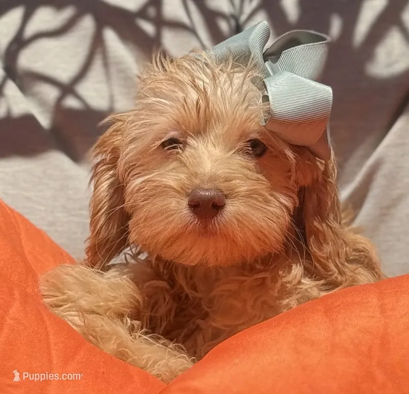 Mini goldendoodle green hazel eyes  – Miniature Goldendoodle puppy for sale in Menifee, CA