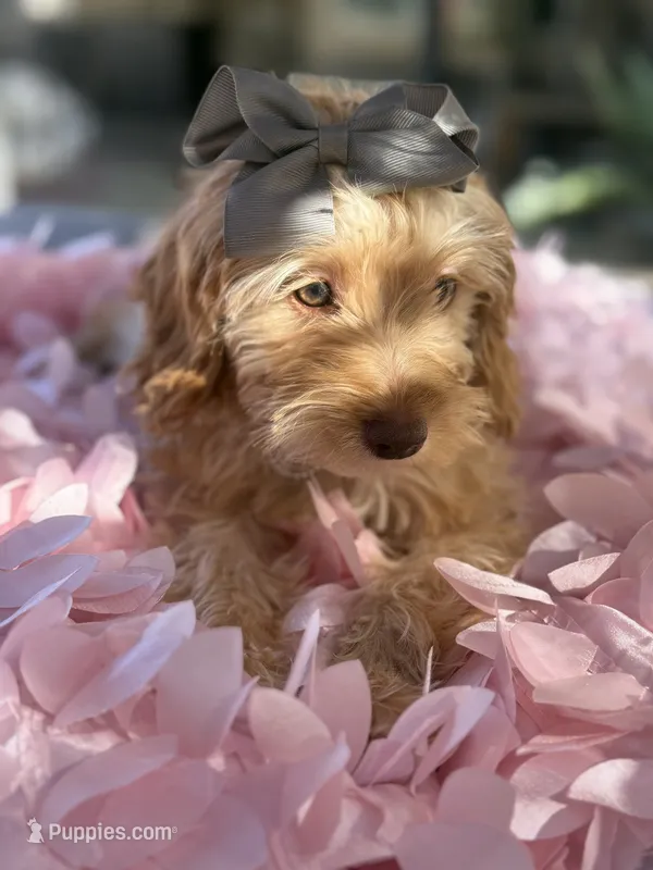 Mini goldendoodle green hazel eyes  – Miniature Goldendoodle puppy for sale in Menifee, CA