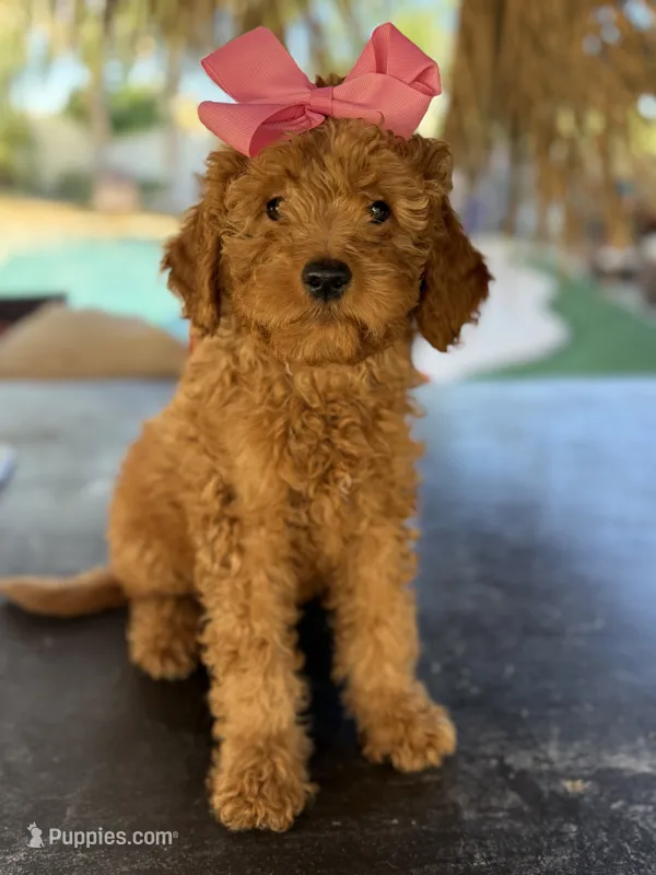 Red mini Goldendoodle