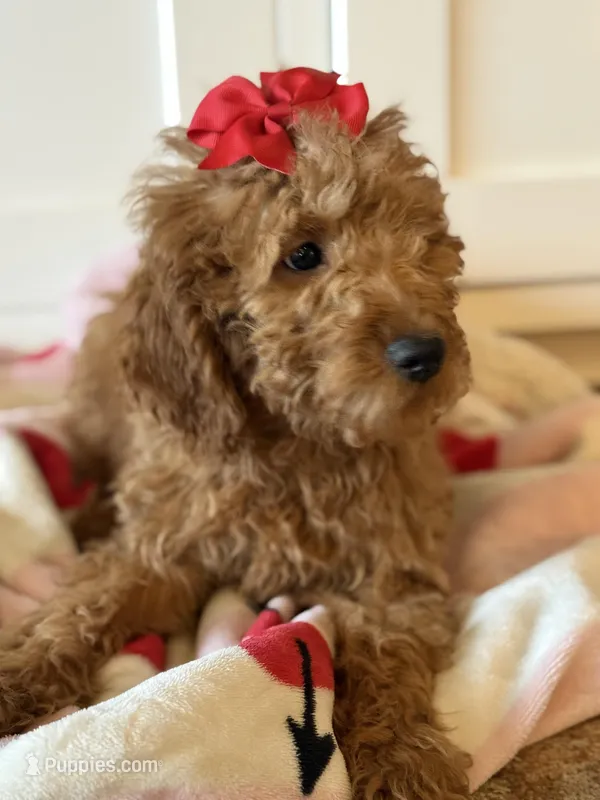 Red mini Goldendoodle