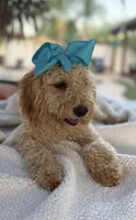 Beautiful mini goldendoodle , a female Miniature Goldendoodle for sale in Menifee, CA – 2 of 8