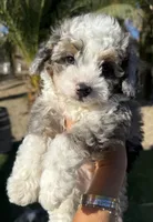 Blue Merle toy Aussie Doodle, a male Miniature Aussiedoodle for sale in Menifee, CA – 4 of 4