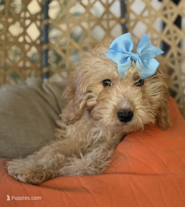 Beautiful mini goldendoodle  – Miniature Goldendoodle puppy for sale in Menifee, CA