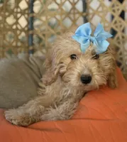 Beautiful mini goldendoodle , a female Miniature Goldendoodle for sale in Menifee, CA – 1 of 6