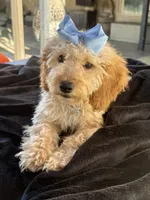 Beautiful mini goldendoodle , a female Miniature Goldendoodle for sale in Menifee, CA – 4 of 7